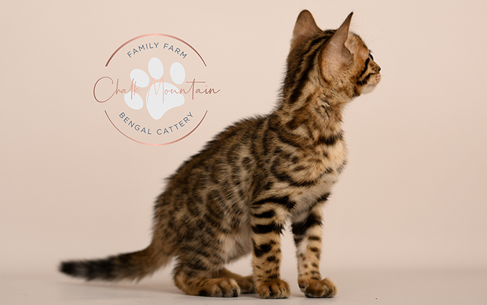 Bengal kitten for sale